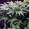 Blue Fire (Humboldt Seeds Organization) Cannabis-Samen