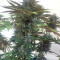 Bubble Bomb (Bomb Seeds) Cannabis-Samen