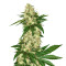 Congo (Ace Seeds)