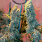 Critical Kush regular (Barney's Farm) Cannabis-Samen