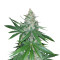 Critical Kush regular (Barney's Farm) Cannabis-Samen