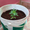 Five-O (Blackskull Seeds) Cannabis-Samen