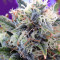 Girl Scout Cookies (Original Sensible Seeds) Cannabis-Samen