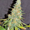 Gorilla Cookies (Big Head Seeds) Cannabis-Samen