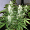 Green Crack (BlimBurn Seeds) Cannabis-Samen