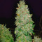 Lemon OG Kush (DNA Genetics) Cannabis-Samen