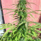 Northern Lights Autoflower feminisierte Samen (Seedstockers)