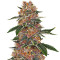 Purple Punch (Big Head Seeds) Cannabis-Samen