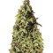 Rollex OG Kush (Devils Harvest Seeds) Cannabis-Samen