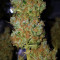 Sour Tangie (Reserva Privada) Cannabis-Samen