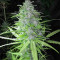 Speedy Chile Fast Flowering (RQS) Cannabis-Samen