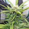 Strawberry Banana (Big Head Seeds) Cannabis-Samen