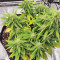 Strawberry Gum (Advanced Seeds) Cannabis-Samen