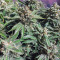 Strawberry Nuggets Auto (Mephisto Genetics) Cannabis-Samen