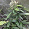 Super Skunk (Seedstockers) Cannabis-Samen