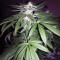 Wedding Gelato (RQS) Cannabis-Samen