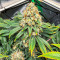 Blueberry OG feminisierte Samen (AlphaFem Seeds)