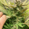 Caramelo (Delicious Seeds)