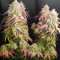 Cotton Candy Cane (Emerald Triangle Seeds) Cannabis-Samen