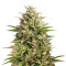 Double OG Haze (Pyramid Seeds) Cannabis-Samen
