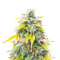 Ghost Train Haze feminisierte Samen (Seedkeepers)