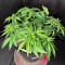 Kalashnikova (GHS) Cannabis-Samen