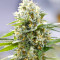 Lemon Haze Auto (Expert Seeds) Cannabis-Samen