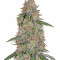 Pineapple Express feminisierte Samen (Barney's Farm)