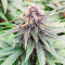 Punch Cookies feminisierte Samen (AlphaFem Seeds)