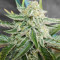 Purple Punch Auto feminisierte Samen (Fast Buds)