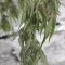 West Coast O.G. Auto (Fast Buds) Cannabis-Samen zu verkaufen