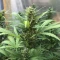 Gelato Auto Cannabis-Samen Kaufen
