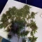 Caramelo Early Version (Delicious Seeds) Cannabis-Samen