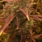 Caramelo Early Version (Delicious Seeds) Cannabis-Samen