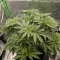 Kaufe Purple Juice Auto Samen feminisiert von Herbies Seeds