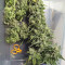 CBD Auto 20:1 (Fast Buds) Cannabis-Samen
