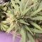 Blue Dream Autoflower feminisierte Samen zu verkaufen