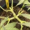 Strawberry Cough (Dutch Passion) Cannabis-Samen zu verkaufen