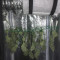 + Speed Auto (Sweet Seeds) Cannabis-Samen zu verkaufen