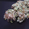 Wedding Cake Auto (Original Sensible Seeds) Cannabis-Samen zu verkaufen