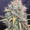 Exodus Cheese (GHS) Cannabis-Samen zu verkaufen