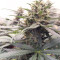 Strawberry Gum (Advanced Seeds) Cannabis-Samen zu verkaufen