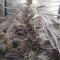 Golosa (Delicious Seeds) Cannabis-Samen zu verkaufen
