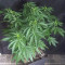 Critical Cannabis-Samen Kaufen