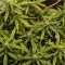 LSD-25 Auto (Fast Buds) Cannabis-Samen zu verkaufen