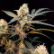 Six Shooter Auto Cannabis-Samen Kaufen