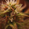 Kaufe Strawberry Pie Auto Samen feminisiert von Fast Buds