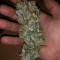 Special Kush #1 (RQS) Cannabis-Samen zu verkaufen