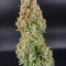 GH Cheese Cannabis-Samen Kaufen