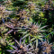 Dos Si Dos 33 (Barney's Farm) Cannabis-Samen zu verkaufen